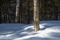 Yellow Birch in Winter Woods