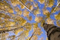 Yellow birches Royalty Free Stock Photo
