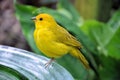 Yellow Bird Royalty Free Stock Photo