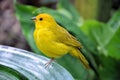 Yellow Bird