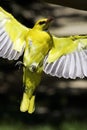 Yellow bird Royalty Free Stock Photo