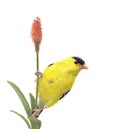 Yellow Bird. American Goldfinch on White Background