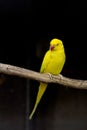 Yellow bird as a pet