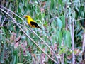 Yellow Bird Royalty Free Stock Photo