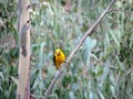 Yellow Bird Royalty Free Stock Photo