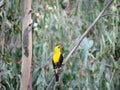 Yellow Bird Royalty Free Stock Photo