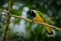 Yellow Bird, black and blue head, wild nature. Green Jay, Cyanocorax yncas, wild nature, Sumaco, Ecuador. Beautiful bird from Royalty Free Stock Photo