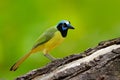 Yellow Bird, black blue head, wild nature. Wildlife Mexico. Green Jay, Cyanocorax yncas, wild nature, Belize. Beautiful bird from Royalty Free Stock Photo