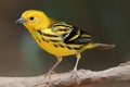 yellow bird with black stripe on its head perched on branch