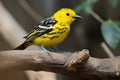 yellow bird with black stripe on its head perched on branch