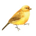 Yellow bird, canary watercolor drawing, boho illustration Royalty Free Stock Photo