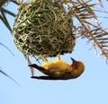 Yellow bird. Cape Weaver. Royalty Free Stock Photo