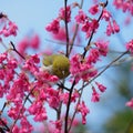 a yellow bird on Cherry blossoms at hongkong Kadoorie Farm and Botanic Garden