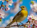 yellow Bird colorful songbird in Cherry Blossoms