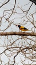 The yellow bird eats on a branch Royalty Free Stock Photo