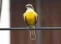 Yellow Bird. El Salvador, Central America.