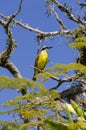 yellow bird flapping its wings Royalty Free Stock Photo