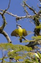 Yellow bird flapping its wings Royalty Free Stock Photo