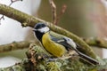 Yellow bird great tit on a branch of a tree in late winter Royalty Free Stock Photo