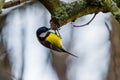 Yellow bird great tit on a branch of a tree in late winter Royalty Free Stock Photo