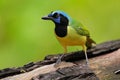 Yellow Bird Green Jay, Cyanocorax yncas, wild nature, Belize Royalty Free Stock Photo