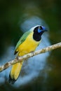 Yellow Bird Green Jay, Cyanocorax yncas, wild nature, Belize. Beautiful bird from South America. Birdwatching in Ecuador. Jay sit Royalty Free Stock Photo