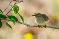 Yellow bird looking up with a beautiful bokeh in the background