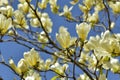 Yellow bird magnolia
