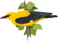 Yellow bird, an oriole, sitting on a branch against a background of green leaves.