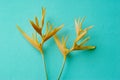 Yellow of Bird of paradise flower Royalty Free Stock Photo