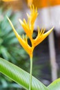 Yellow Bird Of Paradise Flower Royalty Free Stock Photo