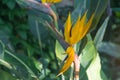 Yellow Bird of paradise flower (Strelitzia reginae) in the garden with green leaves background Royalty Free Stock Photo