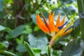 Yellow Bird of paradise flower (Strelitzia reginae) in the garden with green leaves background Royalty Free Stock Photo