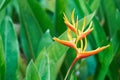 Yellow Bird or Parrot flower Heliconia spp. &hybrid Royalty Free Stock Photo