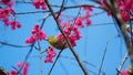 Yellow bird perched atop a beautiful flowering cherry blossom tree in Hong Kong's Kadoorie Farm