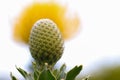 Yellow Bird Pincushion Flower Bud With Blossom (Leucospermum cordifolium) Royalty Free Stock Photo