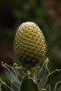 Yellow Bird Pincushion Flower Bud Close-up (Leucospermum cordifolium) Royalty Free Stock Photo