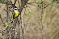 Yellow bird posing on the woods Royalty Free Stock Photo