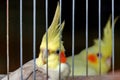 A yellow bird raised in a metal cage.