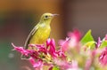 Yellow bird on a red flower tree. Nature in the tropics Royalty Free Stock Photo
