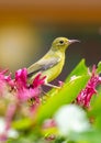 Yellow bird on a red flower tree. Nature in the tropics Royalty Free Stock Photo