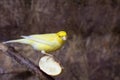 Yellow bird sits on an apple slice Royalty Free Stock Photo