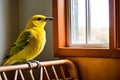 A yellow bird sitting on a chair in front of a window.