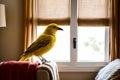 Yellow bird sitting on a chair in front of a window.