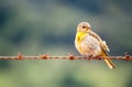 Yellow bird sitting and resting on barbed wire with background out of focus Royalty Free Stock Photo