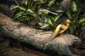 Yellow bird sitting on a wood log next to plants