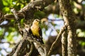 Yellow bird on a tree. Hangbird. Royalty Free Stock Photo