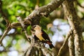 Yellow bird on a tree. Hangbird. Tarangire, Tanzania Royalty Free Stock Photo