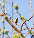 Yellow bird on a tree