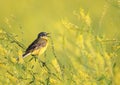 Yellow bird Wagtail sitting on a flowered summer meadow clover a